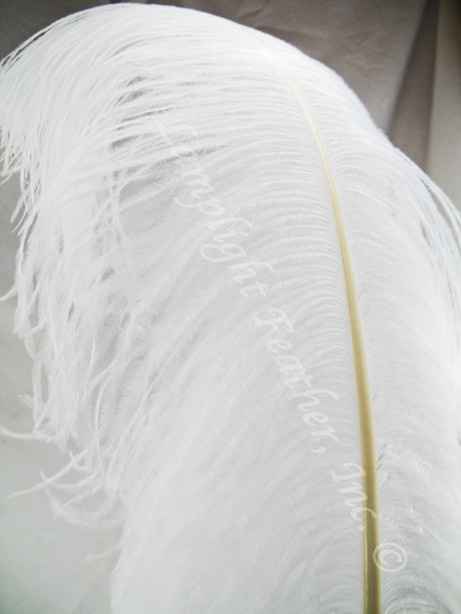 Ostrich feathers?