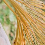 Araceli