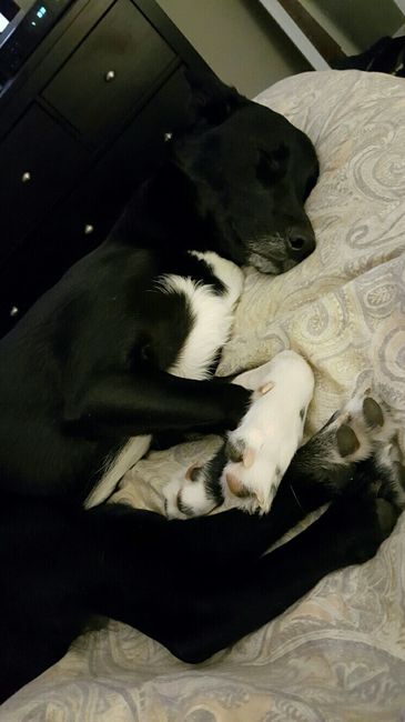 Let me see those fur babies!
