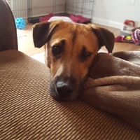 Pets "helping" you make things