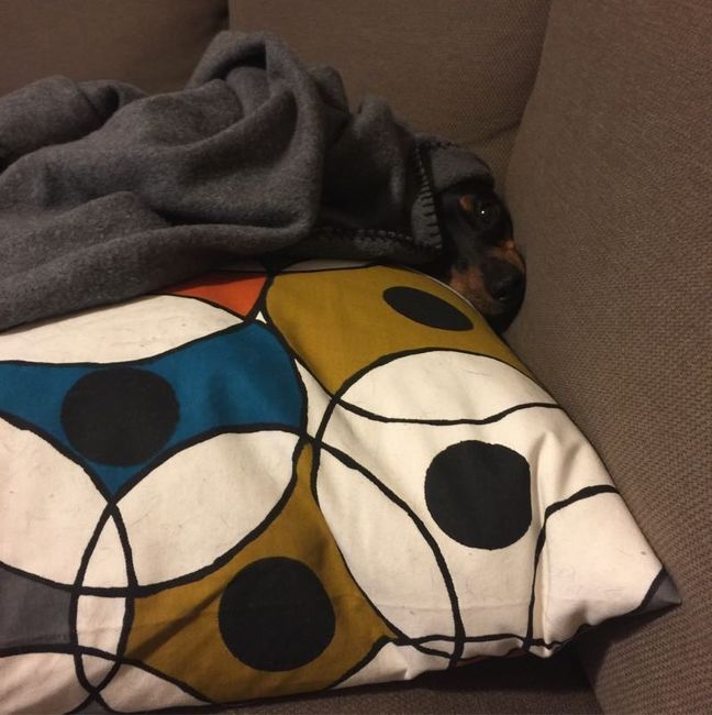 NWR: furbabies