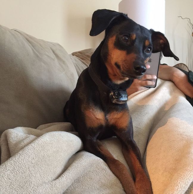 NWR Need puppy prayers!