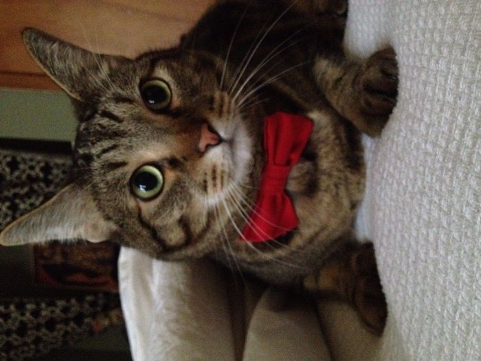 Show off your fur babies!