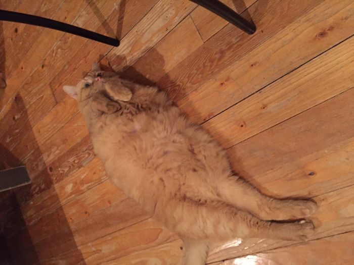Show off your fur babies!