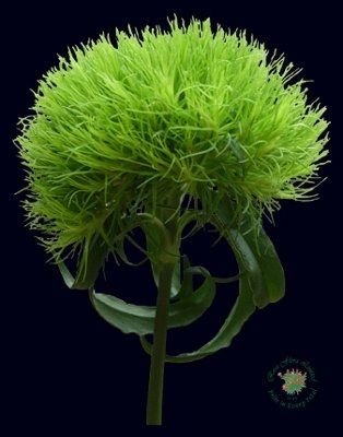 DIY Flower Selection- ***PIC HEAVY***