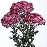 DIY Flower Selection- ***PIC HEAVY***