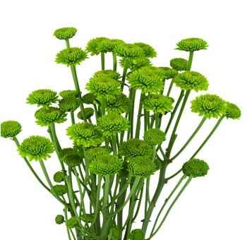 DIY Flower Selection- ***PIC HEAVY***