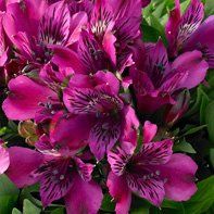 DIY Flower Selection- ***PIC HEAVY***