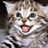 ALYMEOW