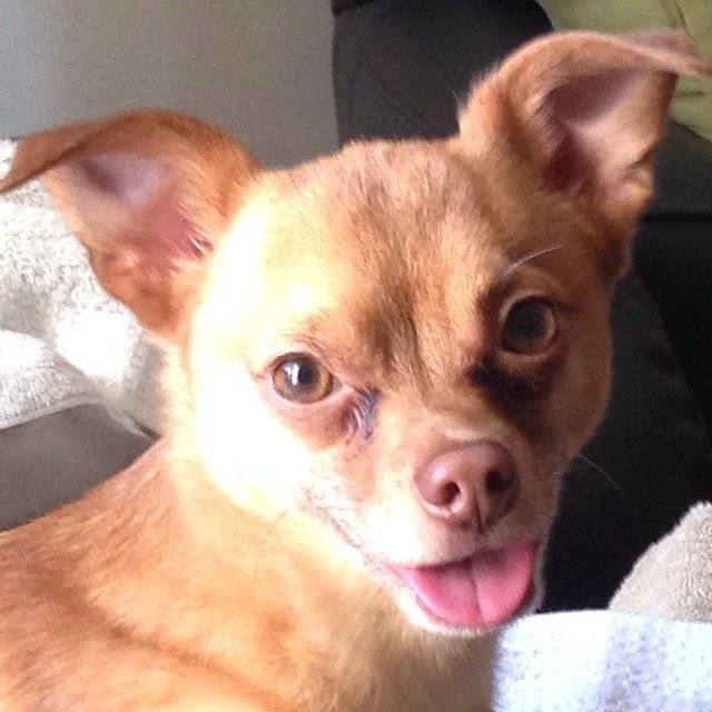 NWR Happy Fursday! Show me your fur babies!