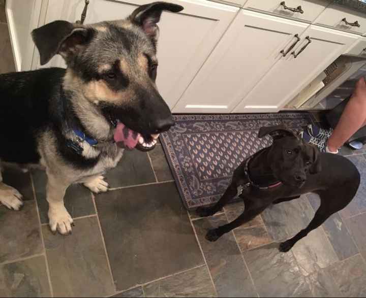 NWR- let's talk dogs!