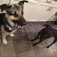 NWR- let's talk dogs!