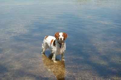 NWR: What kind of dog do you have?