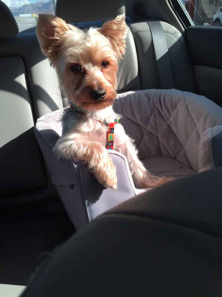 Got a new puppy, lets see a pic of your pets