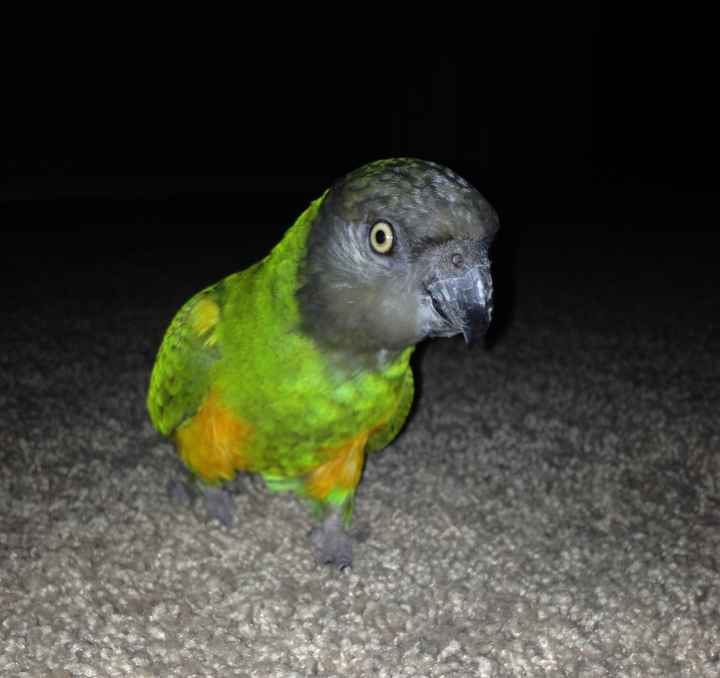 Got a new puppy, lets see a pic of your pets
