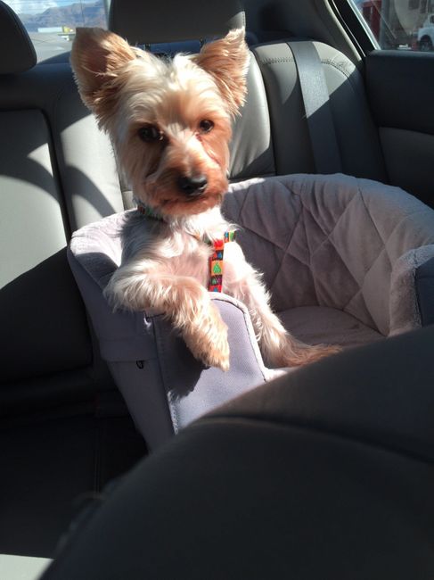 Got a new puppy, lets see a pic of your pets