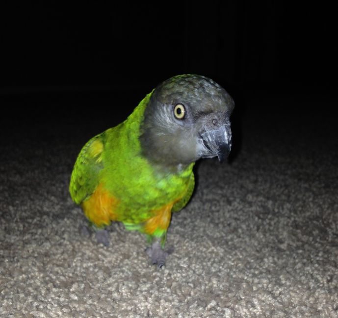 Got a new puppy, lets see a pic of your pets