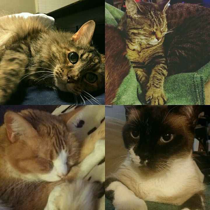 NWR: Tomorrow is National Cat Day!