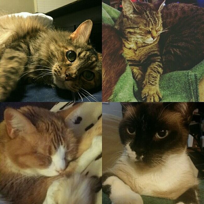 NWR: Tomorrow is National Cat Day!