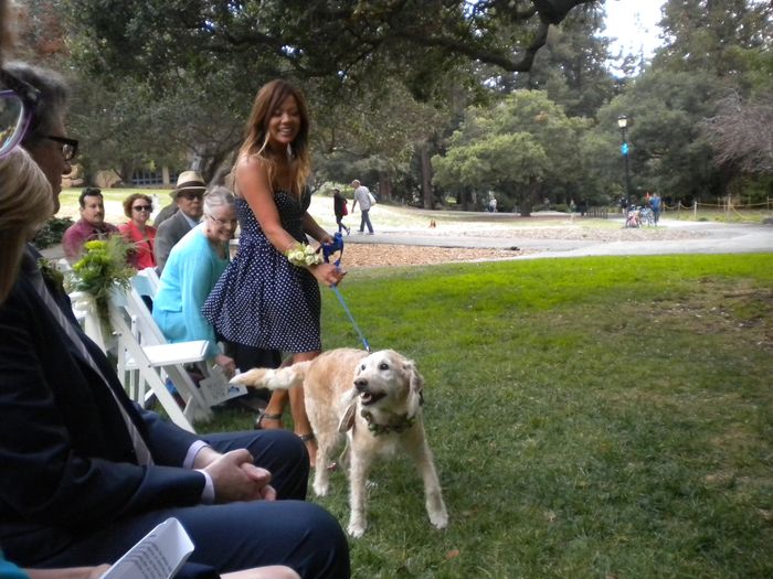 Dogs in weddings!