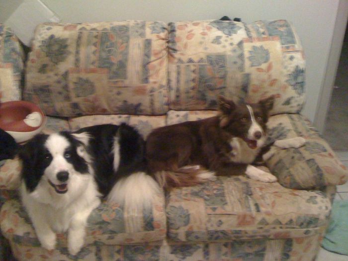 NWR: Has anyone fostered dogs/cats? How did that work for you?
