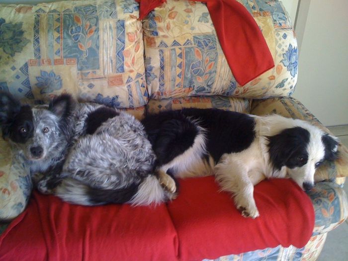 NWR: Has anyone fostered dogs/cats? How did that work for you?