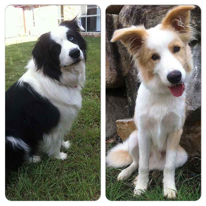 Lets see those puppies that we share with our FHs!