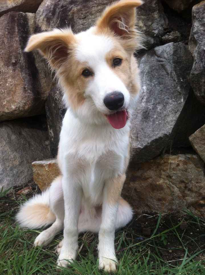 NWR: changed mah avatar (puppy is growing up)