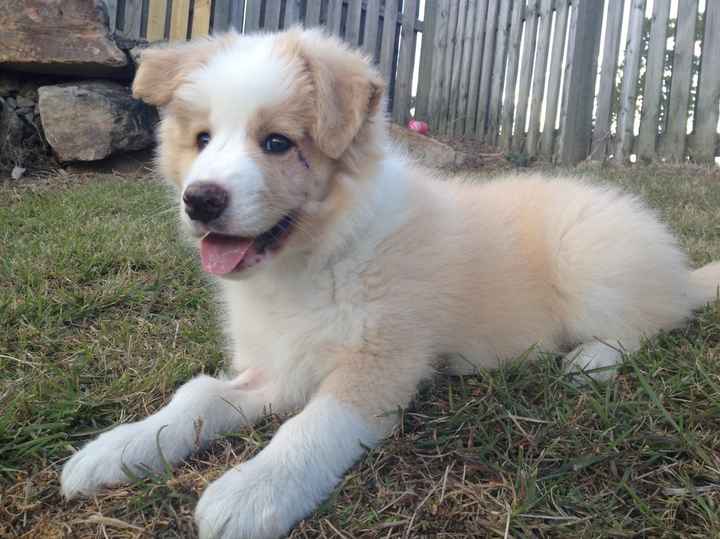 NWR: changed mah avatar (puppy is growing up)