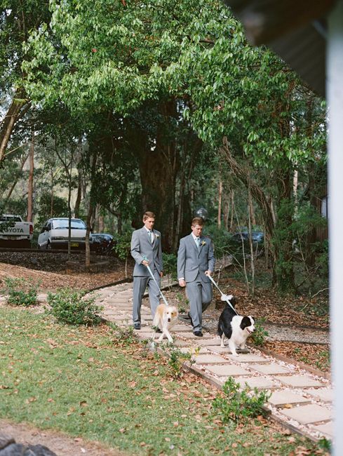 Dog as your ring bearer?