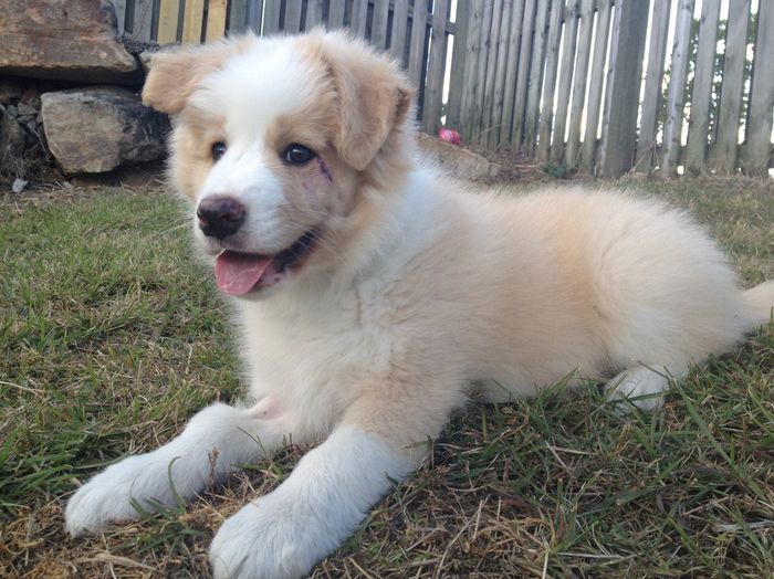 Our new puppy