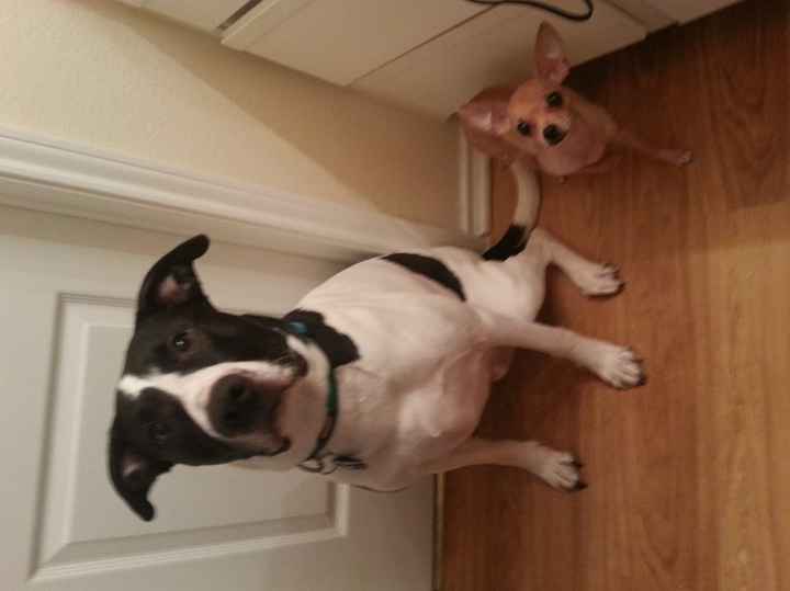 Lets see those puppies that we share with our FHs!