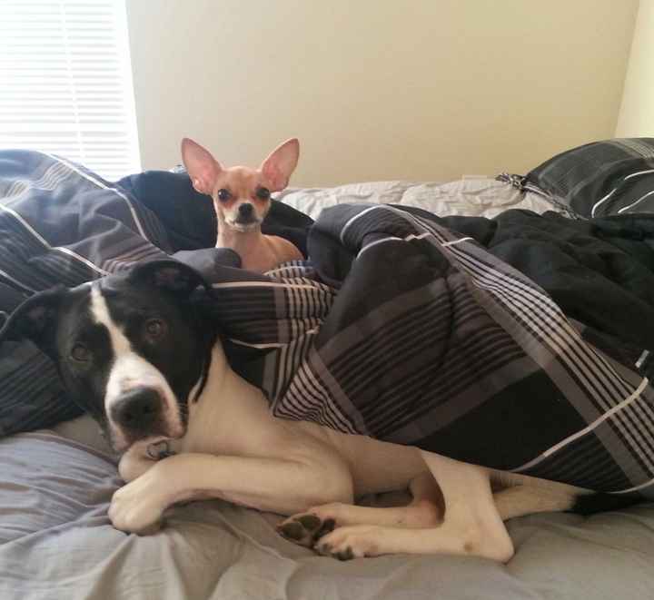 Lets see those puppies that we share with our FHs!