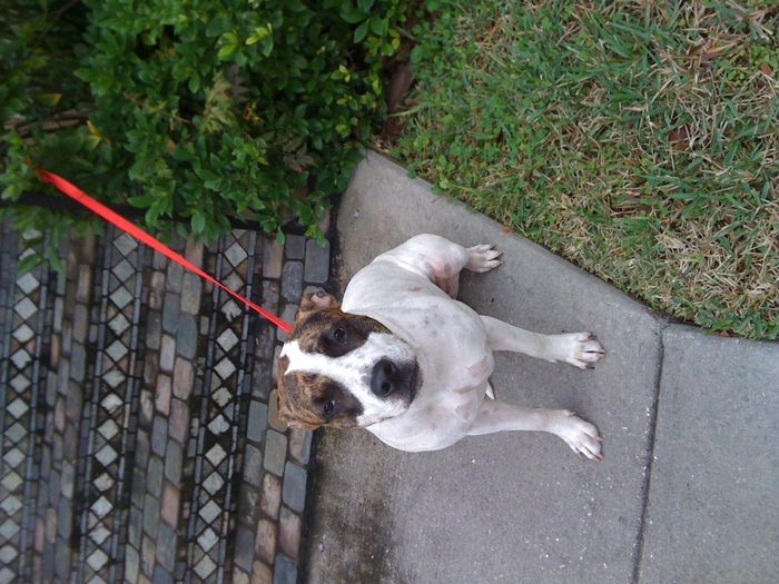 NWR: Lets talk pets.
