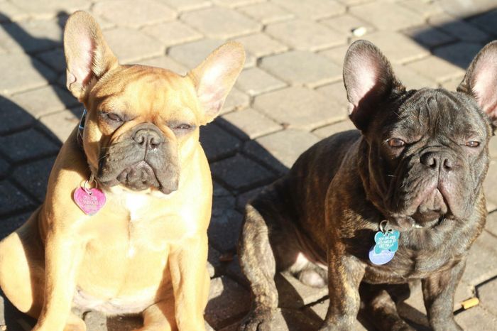 NWR: Lets talk pets.
