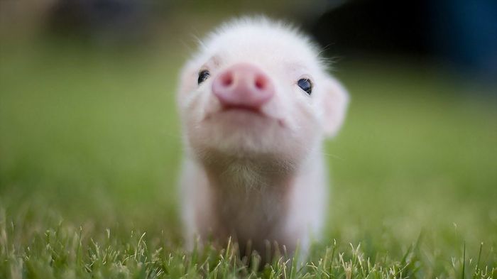 Cutest Thing You'll See All Day