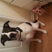 Lets see those puppies that we share with our FHs!