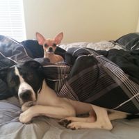 Lets see those puppies that we share with our FHs!