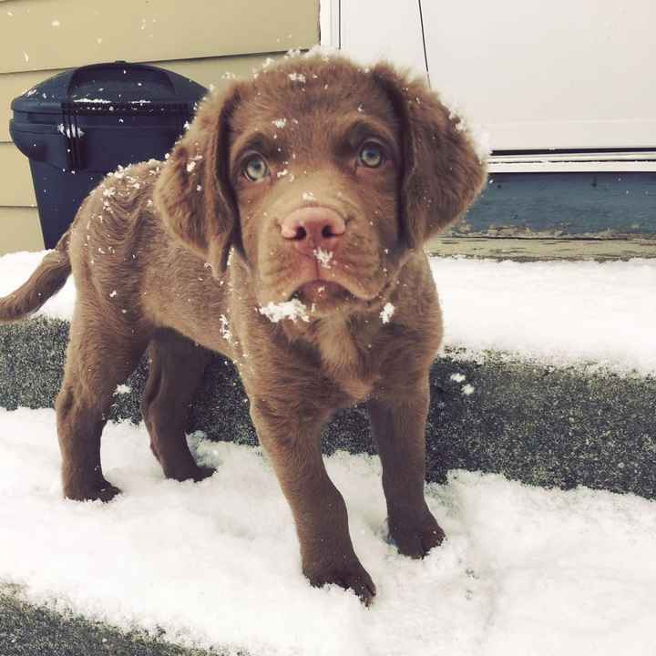 NWR: Show me your pups!