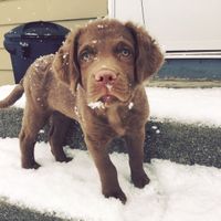 NWR: Show me your pups!