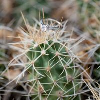 2023 Brides - Show us your ring! - 1