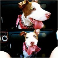 NWR- who has adopted their animals??