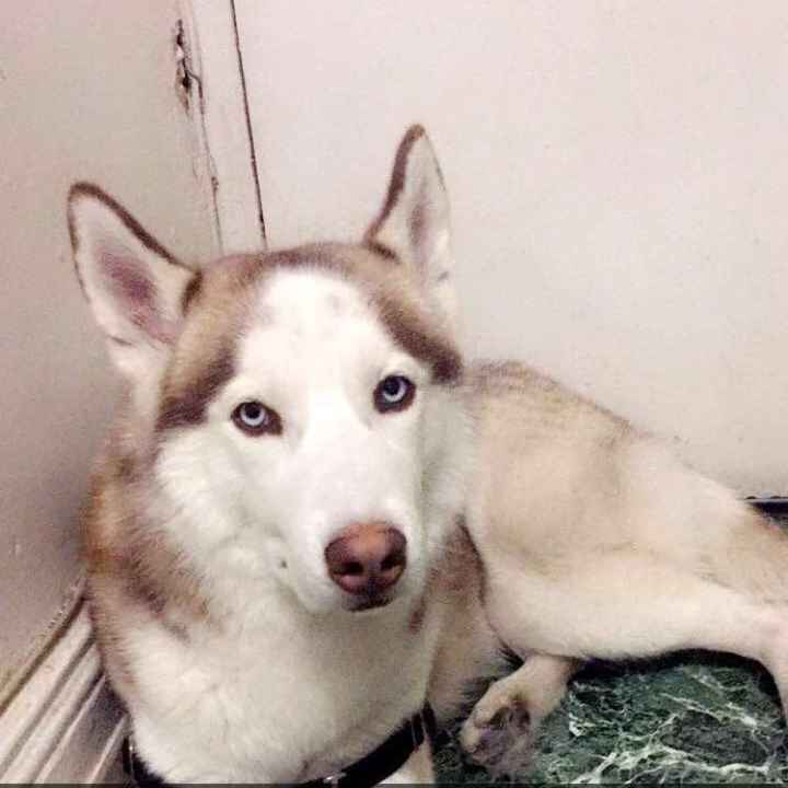 NWR: Losing our husky