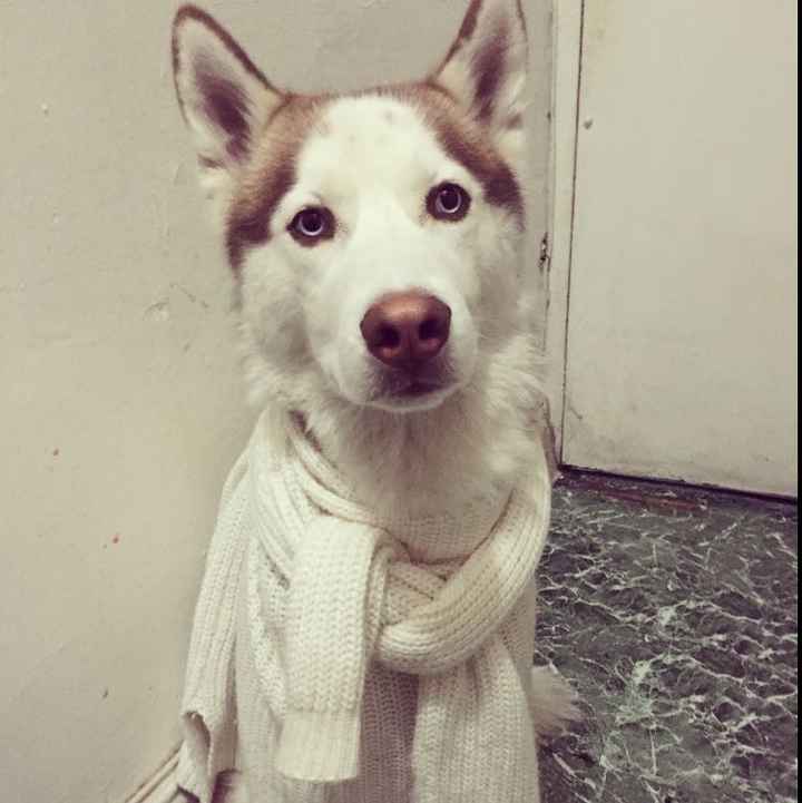 Let me see those fur babies!