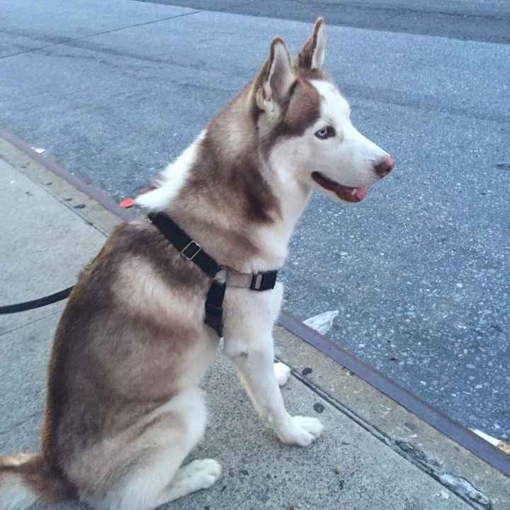 Let me see those fur babies!