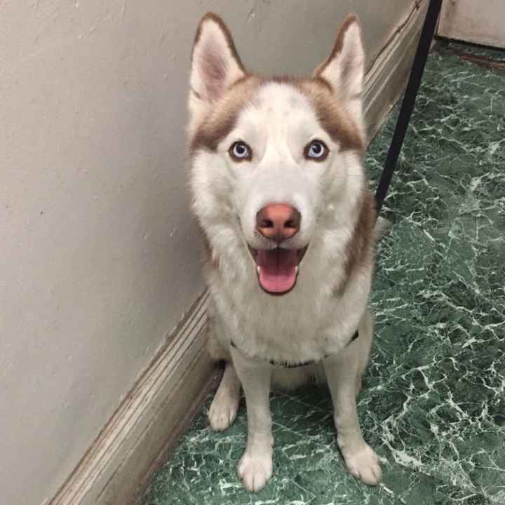 NWR: Puppies and fur babies!