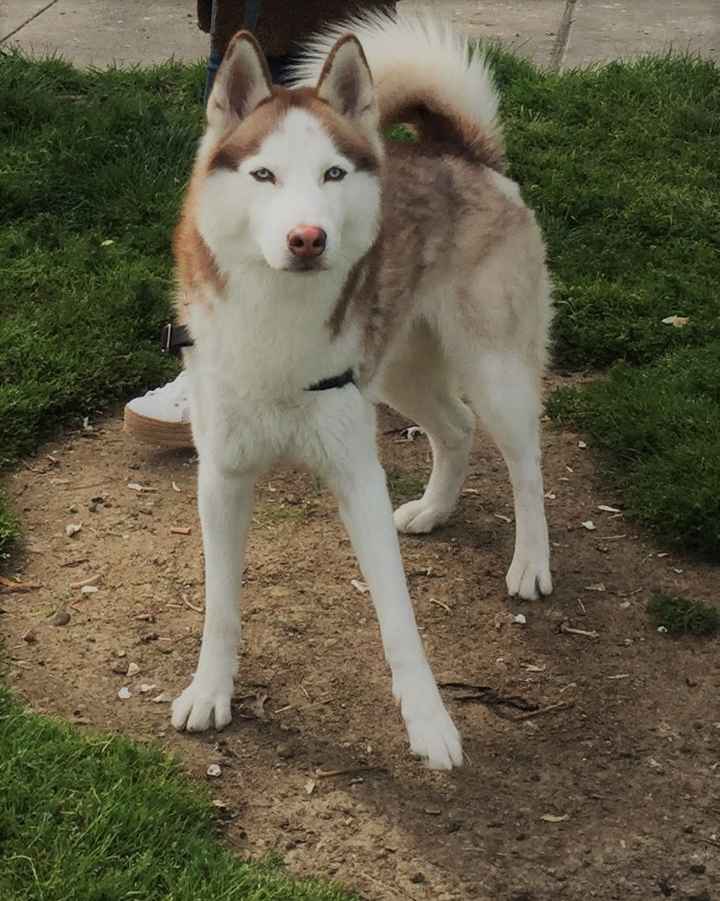 NWR: My pup thinks she's people. She's right. Show me your "people pups!"