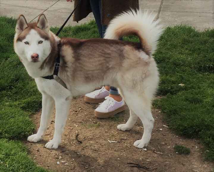 Pets "helping" you make things