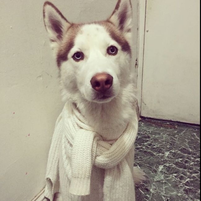 Let me see those fur babies!