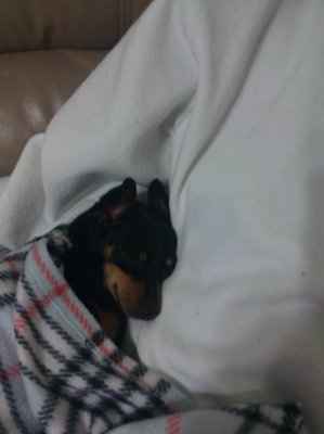 Furbabies!!! Lets show them off!